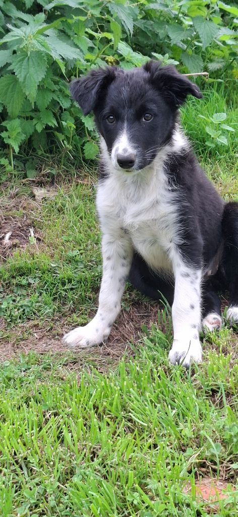 Du Loup Aux Vents Des Dunes - Chiots disponibles - Border Collie