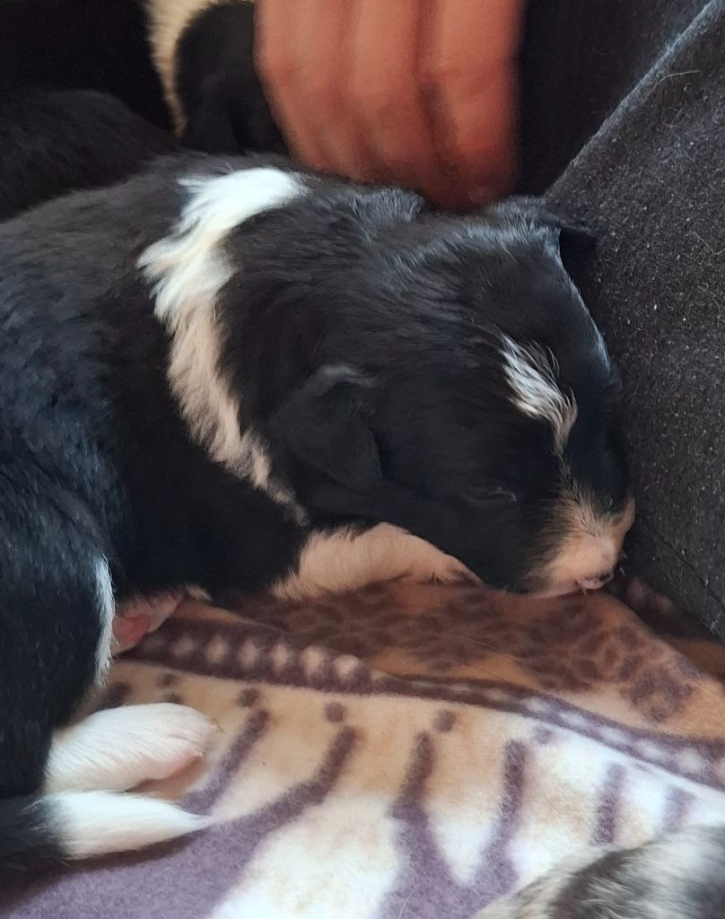 Du Loup Aux Vents Des Dunes - Chiots disponibles - Border Collie