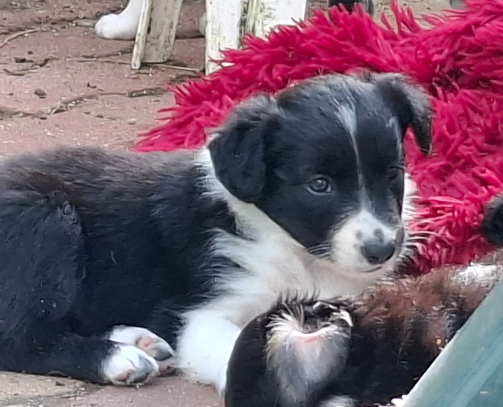 Du Loup Aux Vents Des Dunes - Chiots disponibles - Border Collie