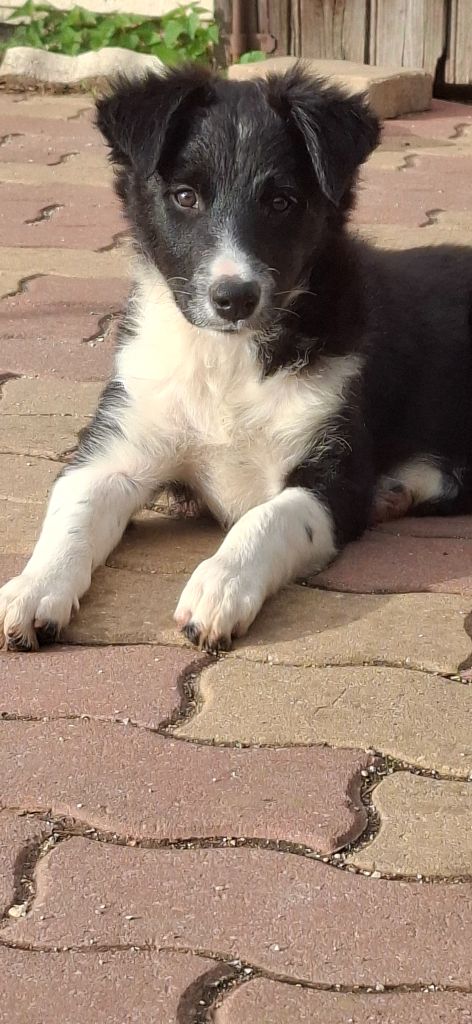 Du Loup Aux Vents Des Dunes - Chiots disponibles - Border Collie