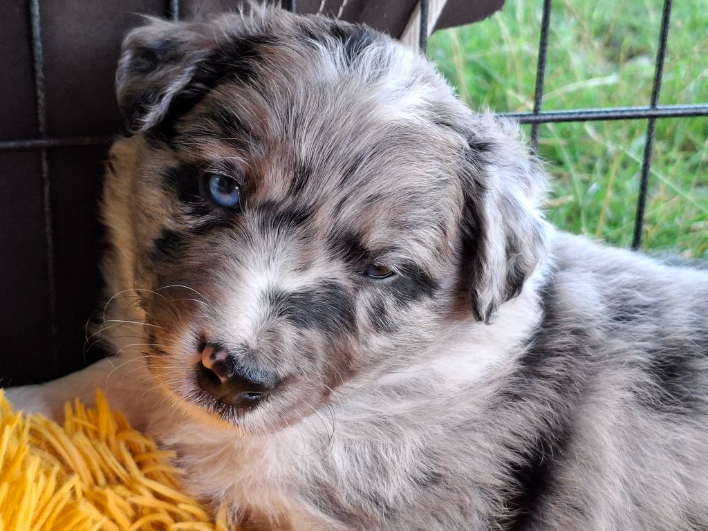 Du Loup Aux Vents Des Dunes - Chiots disponibles - Border Collie