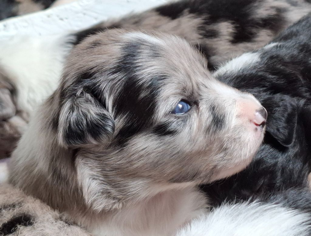 Du Loup Aux Vents Des Dunes - Chiots disponibles - Border Collie