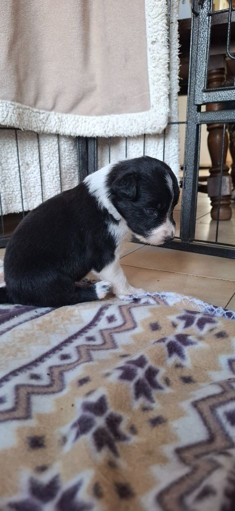Du Loup Aux Vents Des Dunes - Chiots disponibles - Border Collie