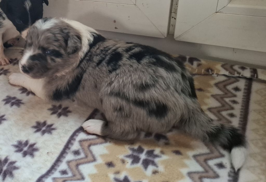 Du Loup Aux Vents Des Dunes - Chiots disponibles - Border Collie
