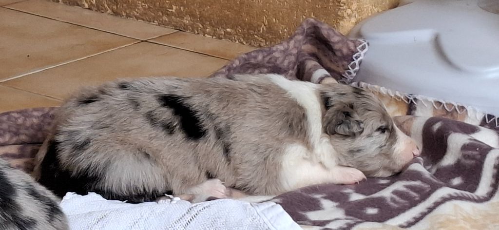 Du Loup Aux Vents Des Dunes - Chiots disponibles - Border Collie