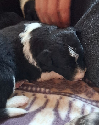 CHIOT
