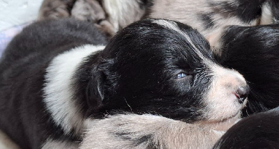 CHIOT