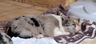 CHIOT