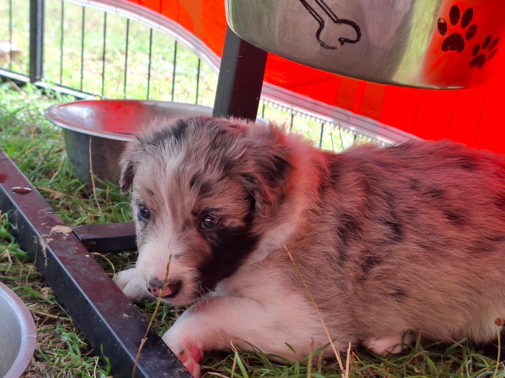 Du Loup Aux Vents Des Dunes - Chiots disponibles - Border Collie