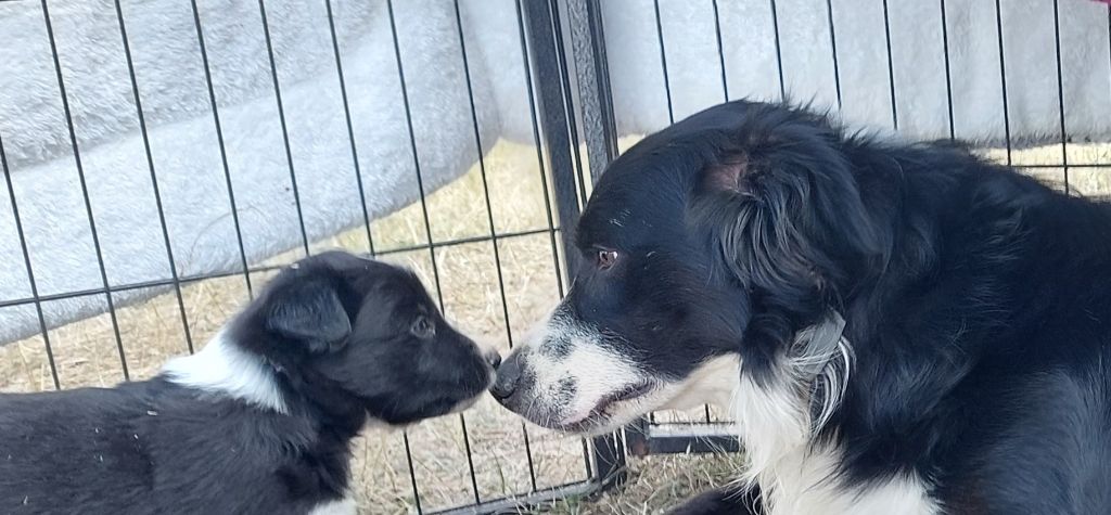 Du Loup Aux Vents Des Dunes - Chiots disponibles - Border Collie