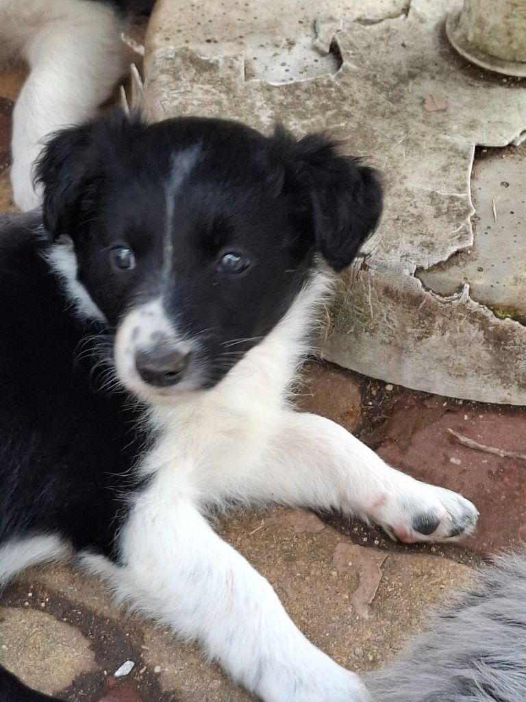 Du Loup Aux Vents Des Dunes - Chiots disponibles - Border Collie