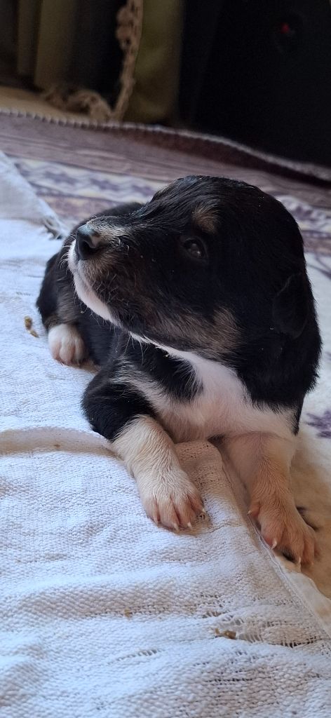 Du Loup Aux Vents Des Dunes - Chiots disponibles - Border Collie